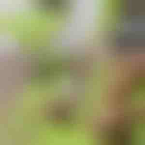 Placă de tăiat 2 în 1 cu recipient detașabil | CHOPPINATA