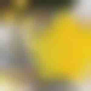 Forme pentru prăjituri în formă de stea (6 bucăți) | STARCUTS