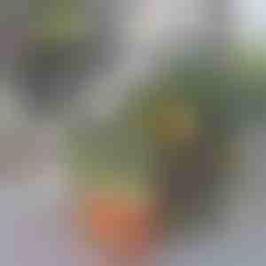 Recipient de depozitare pentru frigider | FRESHDISH