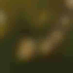 Instalație cu becuri LED | YARDBULBS