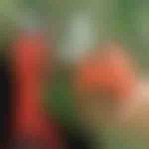 Foarfecă electrică | WHIZZPRUNER