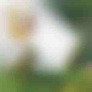 Aspersor cu mai multe capete | SPRAYMASTER